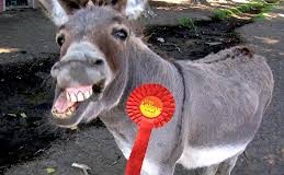 Labour pain continues