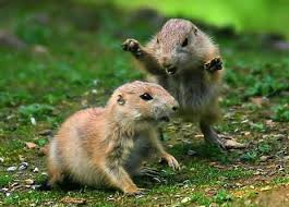 rodents fighting