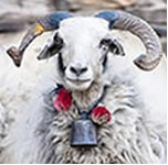 BREXIT-the red or the blue pill?