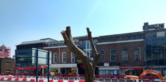 Welsh, Swansea, army, trees