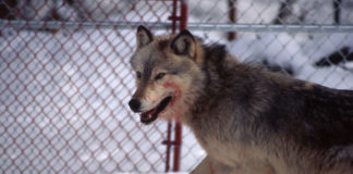 Wolf, Cardiff, The Hayes, Students