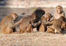 You scratch my back…