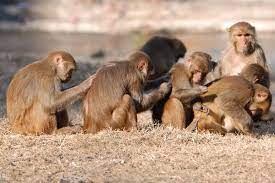 Monkey scratching back of another monkey